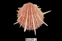 藏品(帝王海菊蛤)的圖片